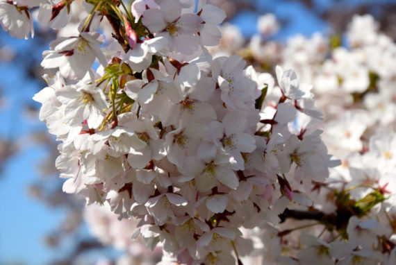 Where to see cherry blossoms in Sweden - Routes North