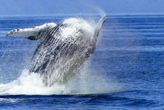 Whale watching in Norway: when, where and how - Routes North