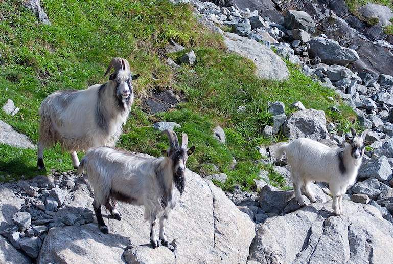 Go hiking with goats on a wildlife tour in Norway