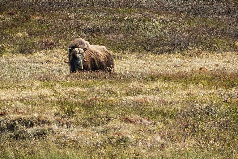 Musk ox can be seen on wildlife tours in Dovrefjell in Norway