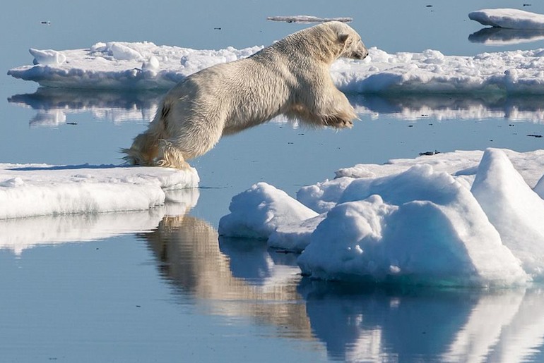Go polar bear spotting on a wildlife tour in Norway.