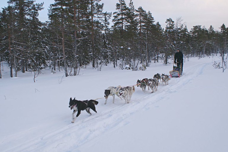 Go dog-sledding on a wildlife tour in Norway