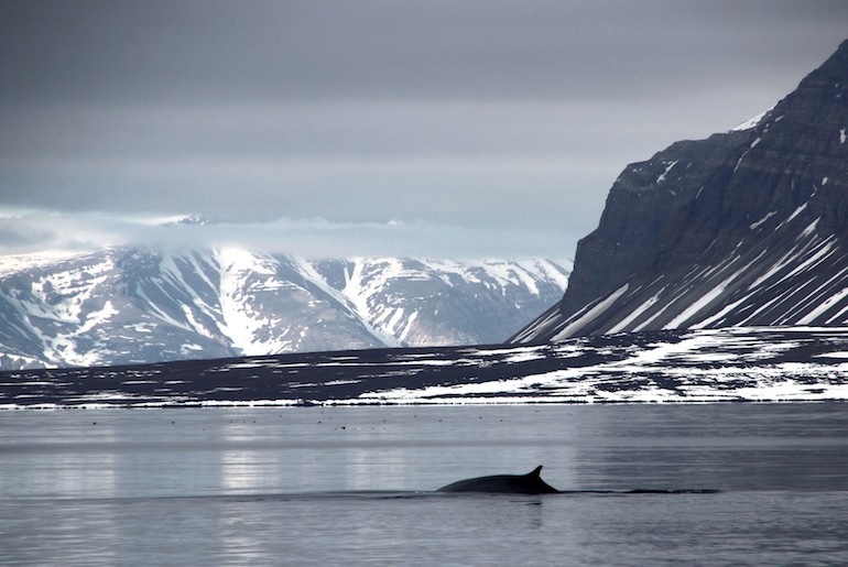 Fin whales can be seen in the Isfjord, one of Norway's 12 best fjords to visit.