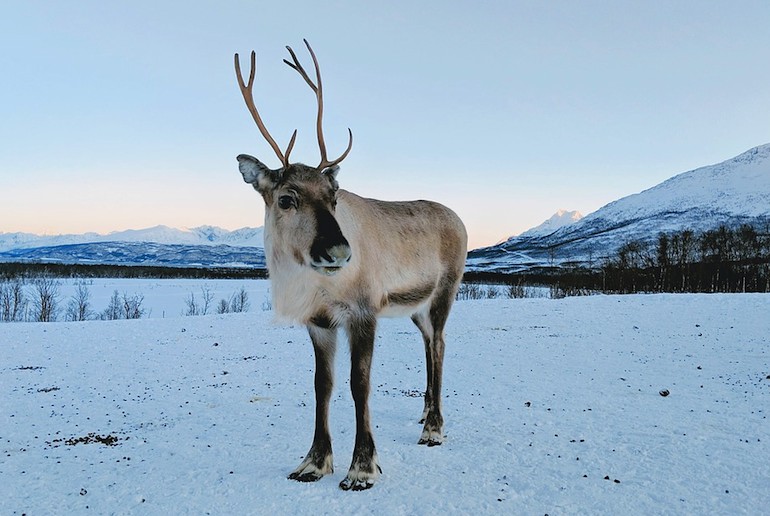 Feed reindeer on a wildlife tour in Norway