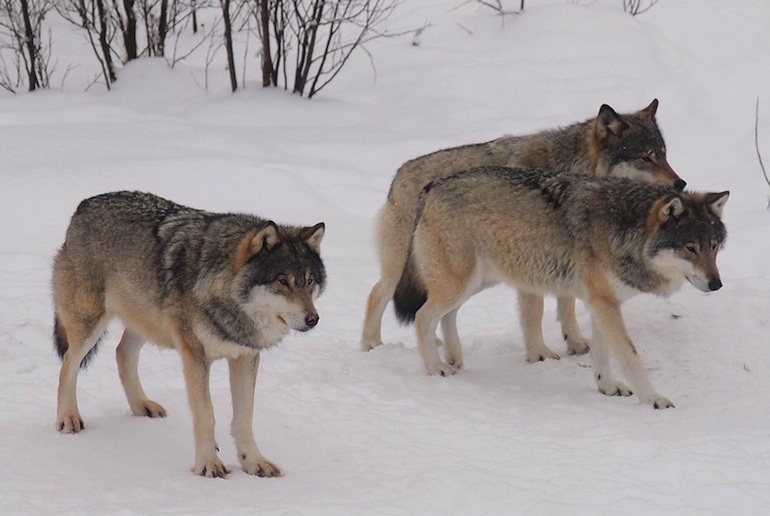 Go paddling with wolves on a wildlife tour in Norway