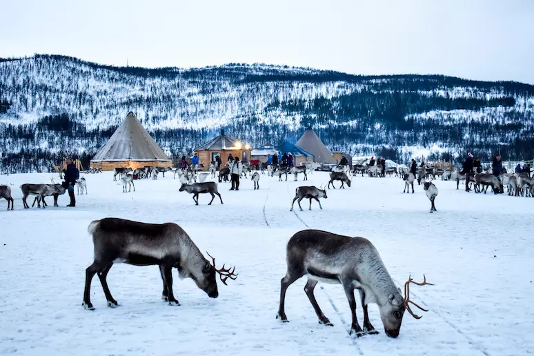 Short Reindeer Sledding, Feeding And Sami Culture, 43% OFF